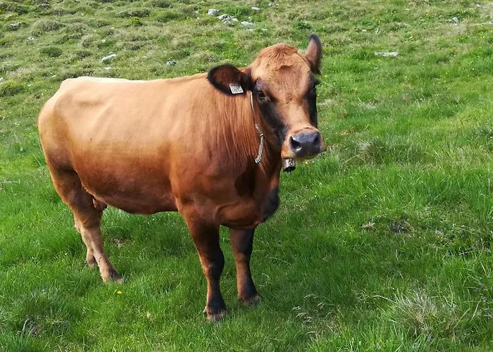 Chalet Almhütte Senfter *