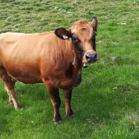 Chalet Almhuette Senfter *